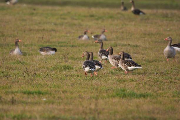 istock Flock of Greylag goose on pasture 1204149369