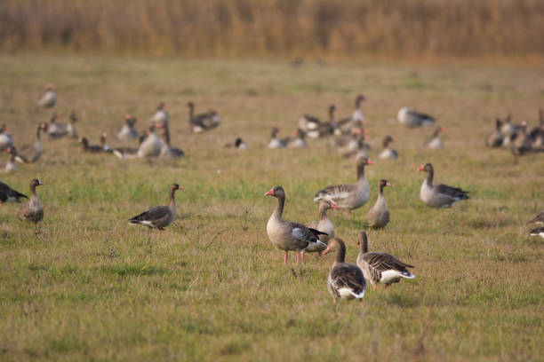 istock Flock of Greylag goose on pasture 1204149480