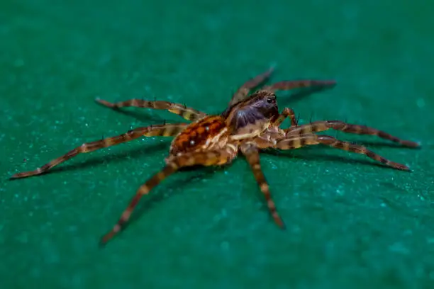 a close-up of a spiderling resting on a green surface