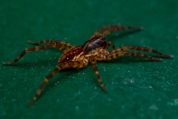 a close-up of a spiderling resting on a green surface