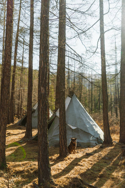 istock Dog sitting near teepee in forest in Mongolia 1204150285