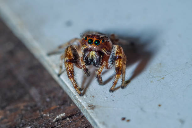 istock macro photos of cute jumping spider 1204150917