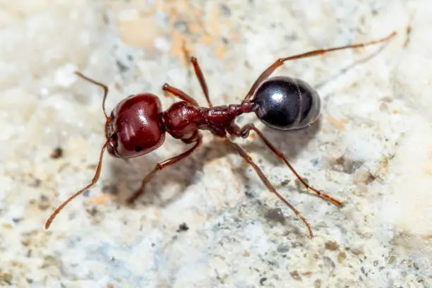 macro-photo of a red ant in northern Israel
