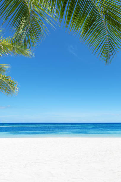 Exotic tropical beach scene for background or wallpaper