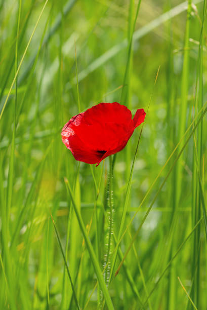 istock Red poppy standing lonely among green grass blades 1204152050