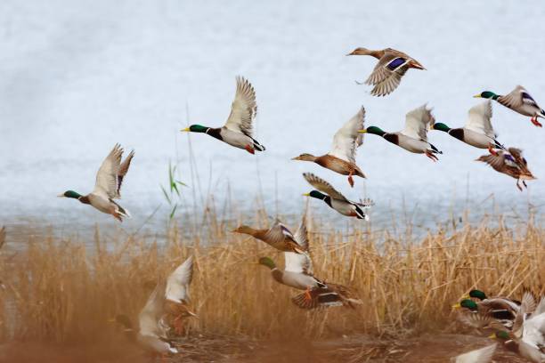 bebek mallard terbang di atas danau - burung air foto potret stok, foto, & gambar bebas royalti