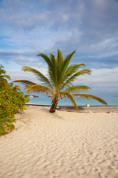 istock beautiful palm tree on a background of blue water and blue sky 1204152790