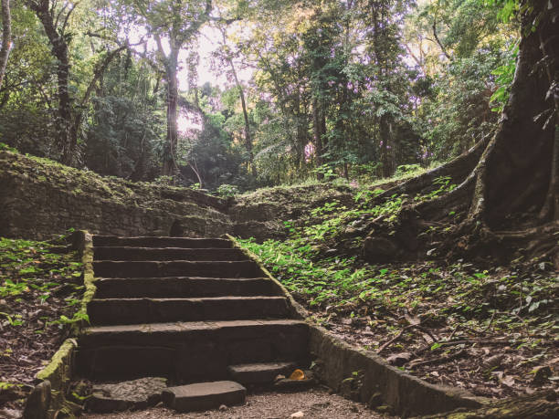 istock Walking through the jungle near Palenque 1204152918