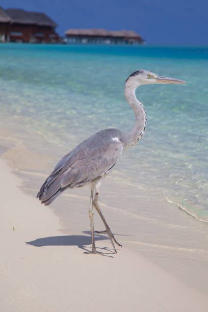 istock Grey heron, strolling along the beach in the Maldives 1204153630