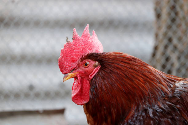 istock Rooster on the farm, poultry concept 1204153765