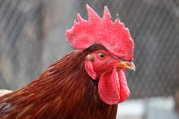 istock Rooster on the farm, poultry concept 1204153792