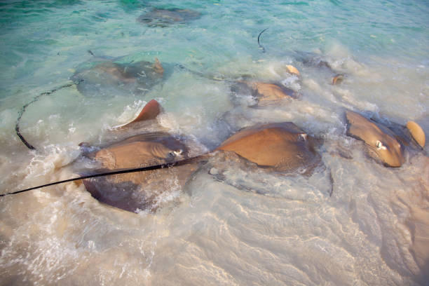 istock Stingrays dangerous animals on the beach at Maldives 1204154209