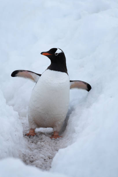 istock Gentoo penguin merrily making its way to the ocean using a deep snow  penguin highway, Chiriguano B ay, Danko Island, Antarctica 1204154277