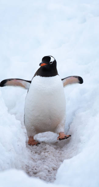 istock Gentoo penguin merrily making its way to the ocean using a deep snow  penguin highway, Chiriguano B ay, Danko Island, Antarctica 1204154306