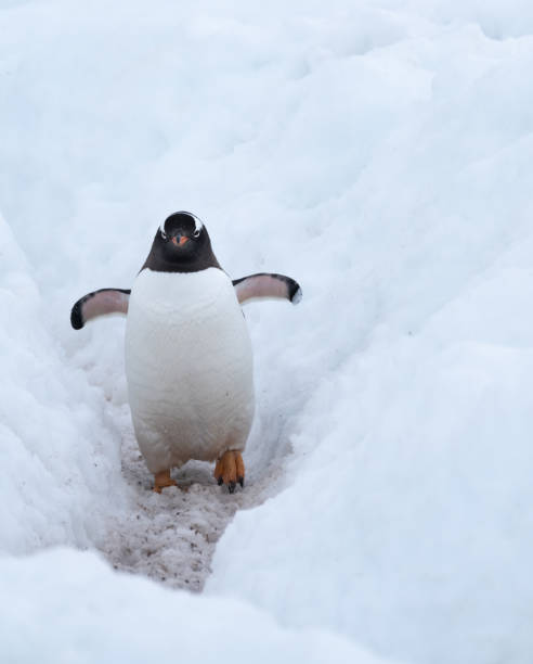 istock Gentoo penguin merrily making its way to the ocean using a deep snow  penguin highway, Chiriguano B ay, Danko Island, Antarctica 1204154312