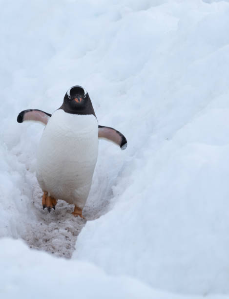 istock Gentoo penguin merrily making its way to the ocean using a deep snow  penguin highway, Chiriguano B ay, Danko Island, Antarctica 1204154313