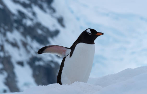 istock Chiriguano Bay, Danko Island, Antarctic Peninsula, Antarctica 1204154362