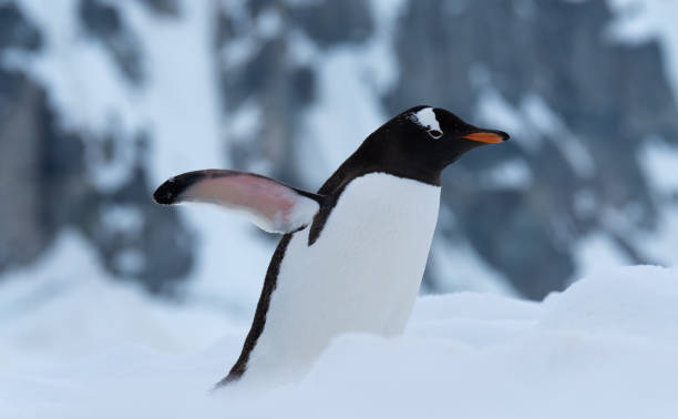 istock Chiriguano Bay, Danko Island, Antarctic Peninsula, Antarctica 1204154372