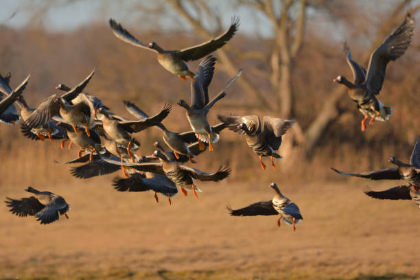 The greater white-fronted goose (Anser albifrons) The greater white-fronted goose (Anser albifrons) anseriformes photos stock pictures, royalty-free photos & images