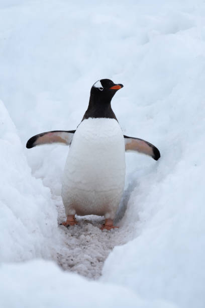 istock Gentoo penguin merrily making its way to the ocean using a deep snow  penguin highway, Chiriguano B ay, Danko Island, Antarctica 1204154530