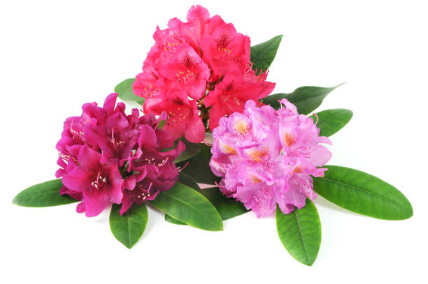 istock three colorfull Rhododendron flower heads on white isolated background. 1204155293
