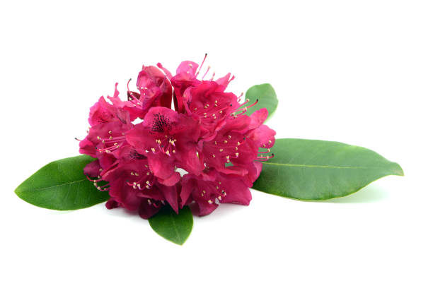 istock pink Rhododendron flower head on white isolated background. 1204155335