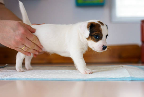 Dog puppies Jack Russell terrier right after birth. Small dogs. stock photo