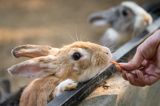 Close-up action of people is feeding carrot to a small rabbit or bunny, cutety moment. Animal portrait and selective focus photo.