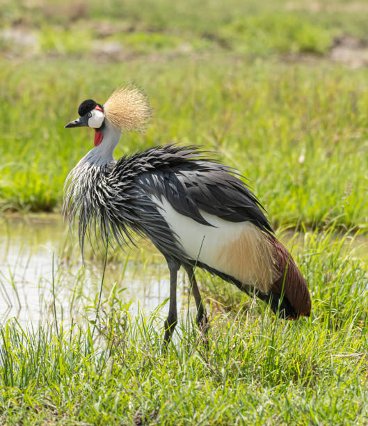 istock Grey Crowned Crane in Masai Mara 1204157249