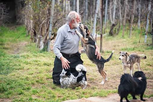 Senior man taking care of rescued dogs