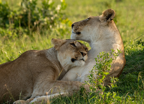 Young Lion couple in Masai Mara, Kenya