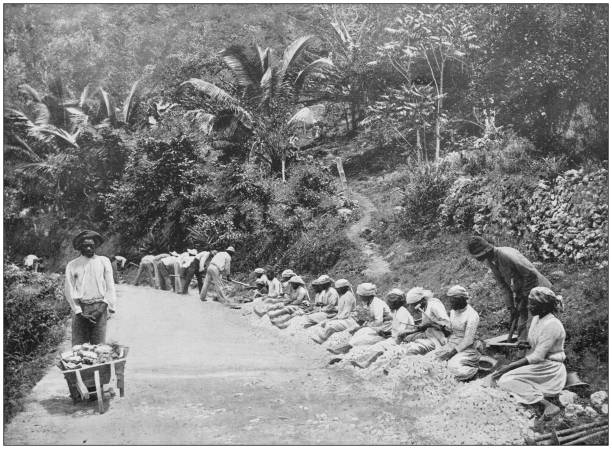 Antique photograph of the British Empire: People working in Jamaica Antique photograph of the British Empire: People working in Jamaica slavery stock illustrations
