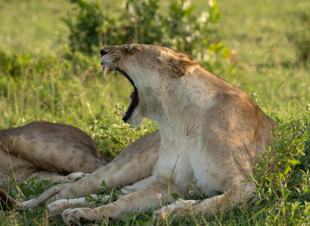 istock African Lioness resting in Masai Mara, Kenya 1204158618