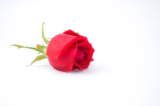 red rose isolated on white