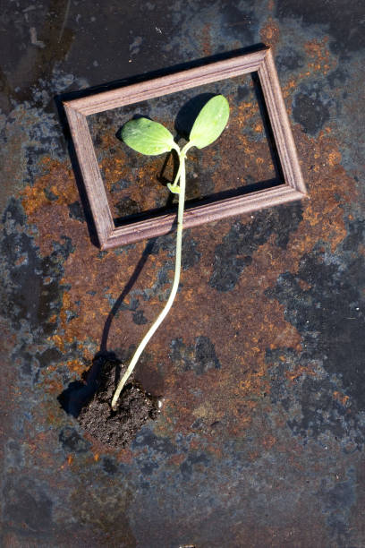 istock small green pumpkin (zucchini)  seedling  and wooden  frame  in plastic pots on rustic iron  background. 1204159073