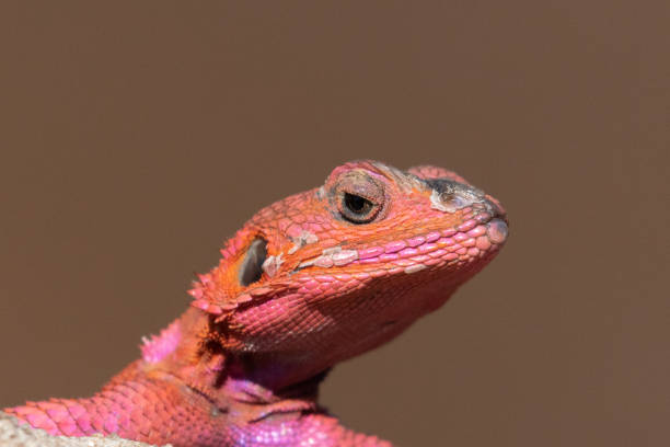 Rock Agama lizard in Masai Mara, Kenya