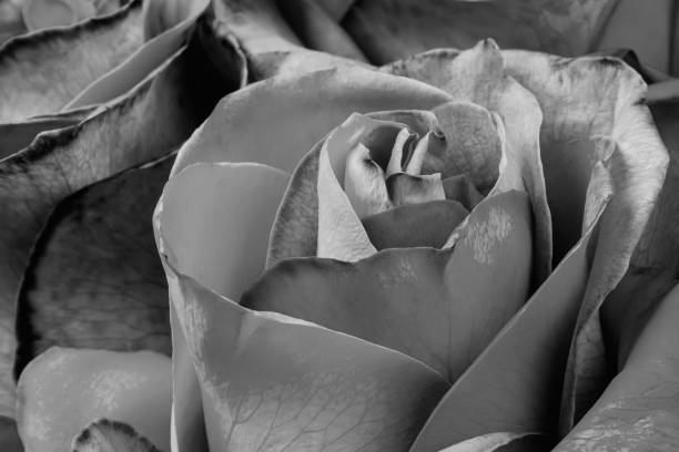 istock Black rose flower closeup shot 1204159121