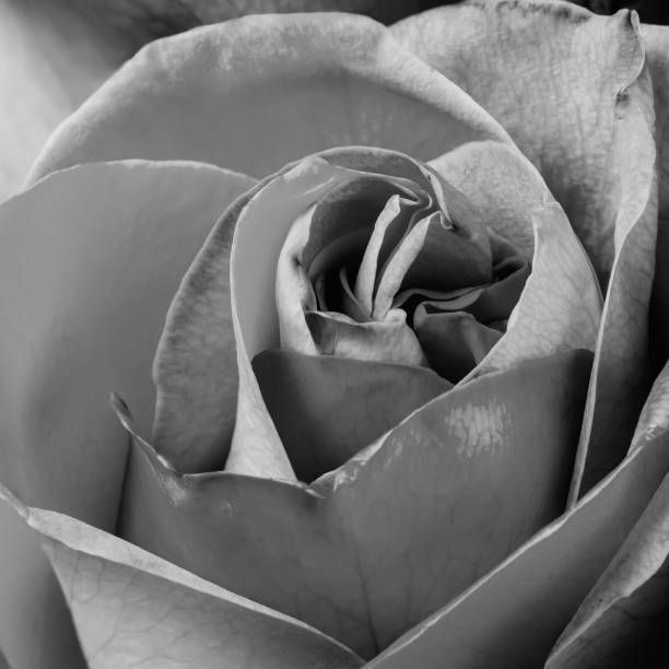 istock Black rose flower closeup shot 1204159127