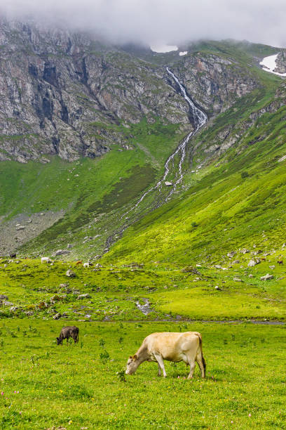istock cows in a meadow in the highlands on a summer day 1204160482