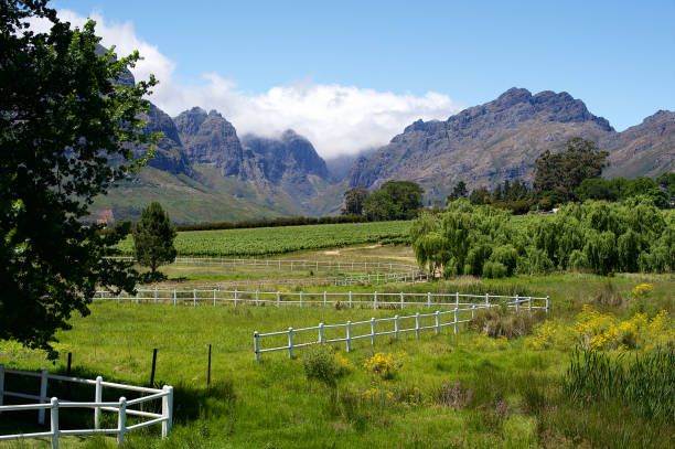 istock Cape Winelands Mountain and Stud Farm beauty 1204163522