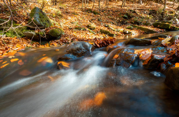 istock Mountain river flowing through the autumn colorful forest 1204163906