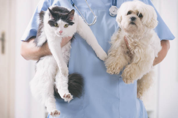 istock Vet with dog and cat 1204163973