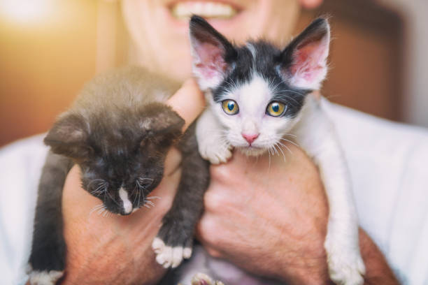 Two young kittens on hands of man stock photo