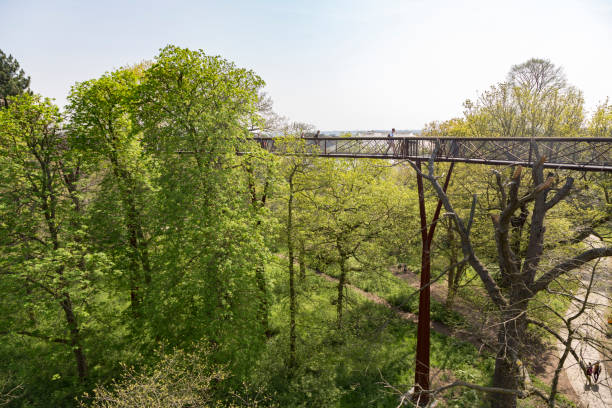 Treetop walkway at Kew Gardens London, UK - February 21, 2018: Elevated walkway 18 meters off the ground for scenic view and close look at treetops, birds and insects kew gardens stock pictures, royalty-free photos & images