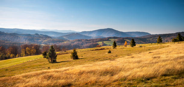 Colorful autumn carpatian mountains landscape Colorful autumn carpatian mountains landscape autumn field tree mountain stock pictures, royalty-free photos & images