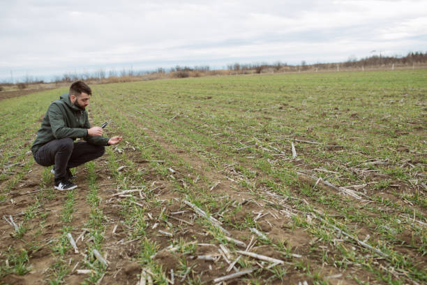 istock Young attractive man with beard working controls the growth and development of grain 1204165654