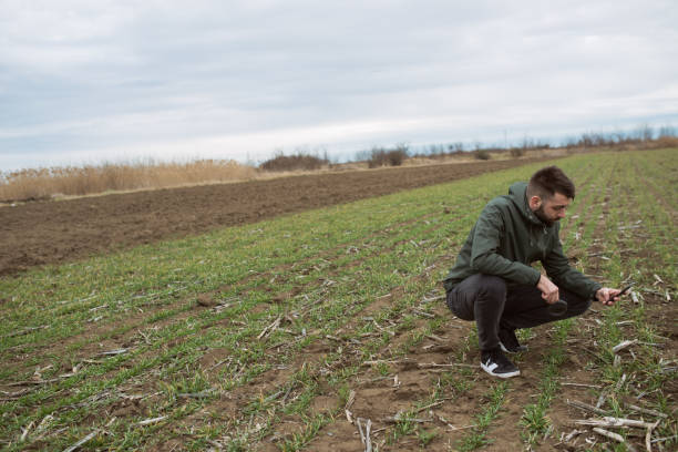 istock Young attractive man with beard working controls the growth and development of grain 1204165678