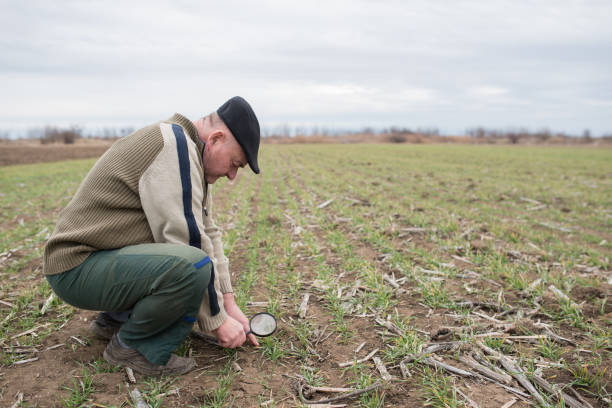 istock Senior farmer on the field controls the growth of plants 1204165708