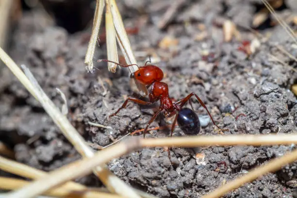 macro-photo of a red ant in northern Israel