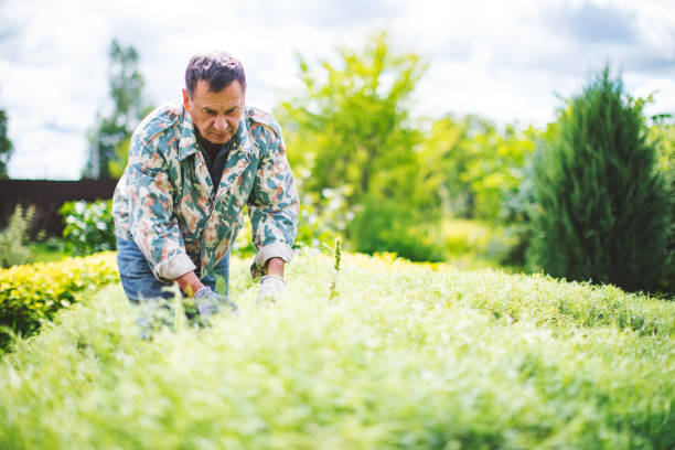 istock Senior man trimming Hedge In Garden 1204167217